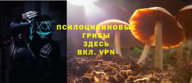 даркнет телеграм  Буйнакск  Галлюциногенные грибы Psilocybe 